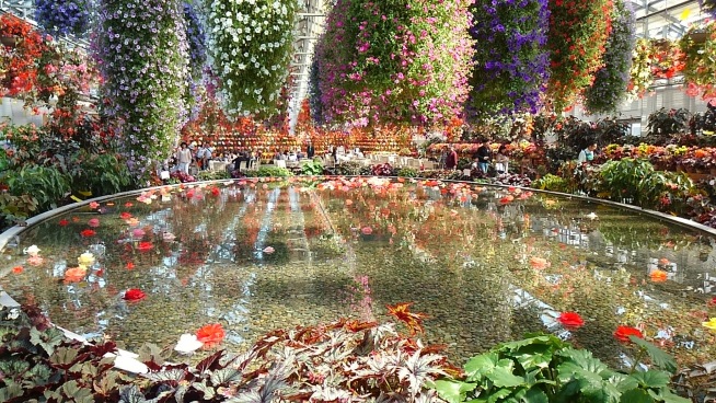 Jardín de begonias Nabana