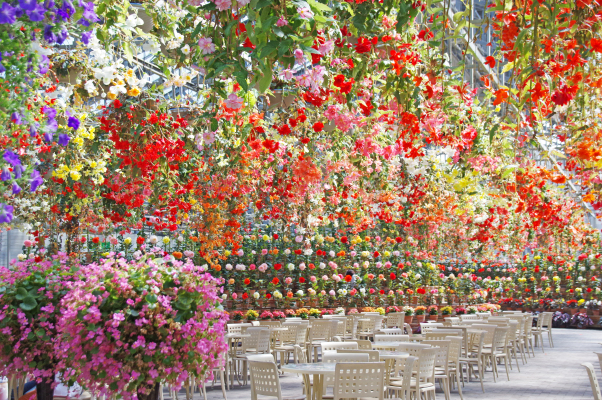 Jardín de begonias Nabana